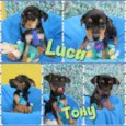Luca e Tony