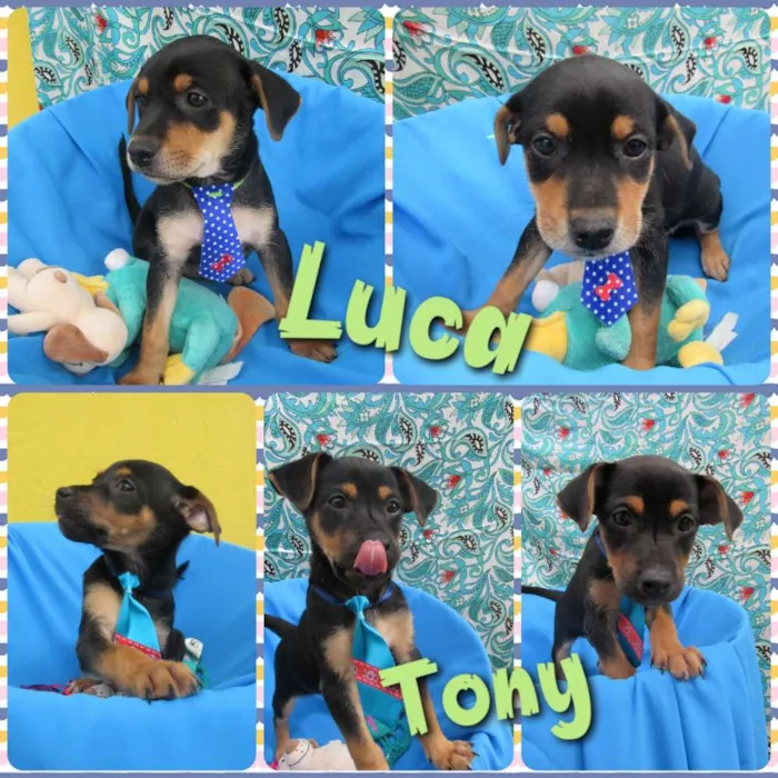Cachorro raça Srd idade 2 a 6 meses nome Luca e Tony