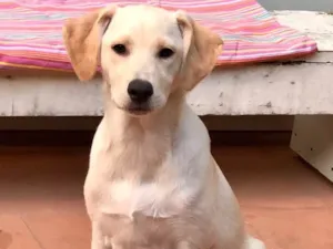 Cachorro raça SRD idade 2 a 6 meses nome Max