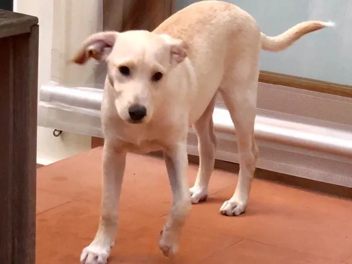 Cachorro ra a SRD idade 2 a 6 meses nome Max