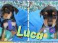 Luca e Tony