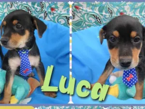 Cachorro raça Srd idade 2 a 6 meses nome Luca e Tony