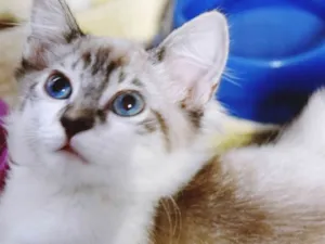 Gato raça SRD idade 2 a 6 meses nome FRANCELINO MIX
