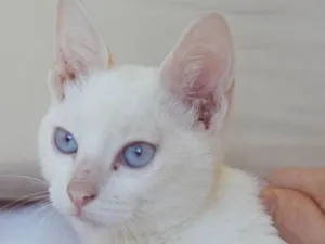 Gato raça SRD idade 2 a 6 meses nome GOLIAS REDPOINT