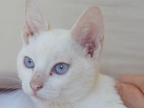 Gato ra a SRD idade 2 a 6 meses nome GOLIAS REDPOINT
