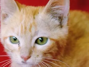 Gato raça SRD idade Abaixo de 2 meses nome LEANDRO ORANGE
