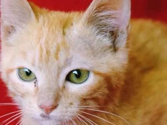 Gato ra a SRD idade Abaixo de 2 meses nome LEANDRO ORANGE