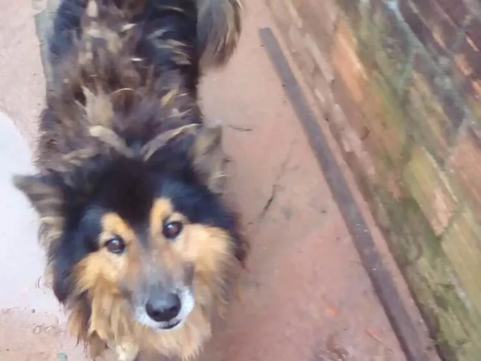 Cachorro ra a Chaw chaw com labrador idade 6 ou mais anos nome Bidu