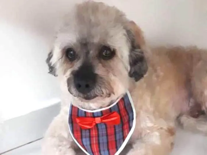 Cachorro ra a Srd idade 6 ou mais anos nome Tod