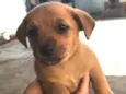 Vitório 