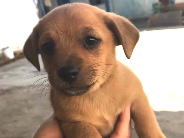 Cachorro ra a Misto maltês/ vira lata idade Abaixo de 2 meses nome Vitório 