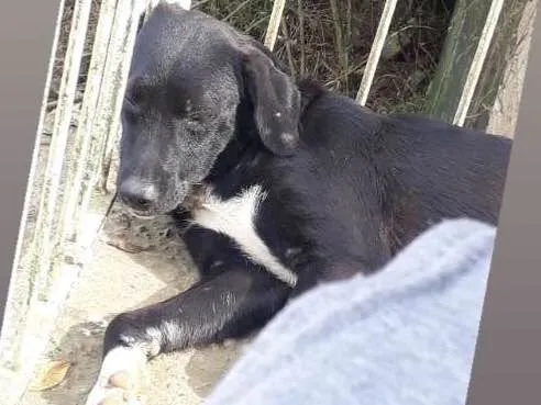 Cachorro ra a Labrador com vira lata  idade 1 ano nome Thor e Layca