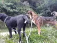 Thor e Layca
