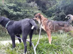Cachorro raça Labrador com vira lata  idade 1 ano nome Thor e Layca