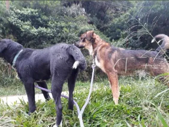 Cachorro ra a Labrador com vira lata  idade 1 ano nome Thor e Layca