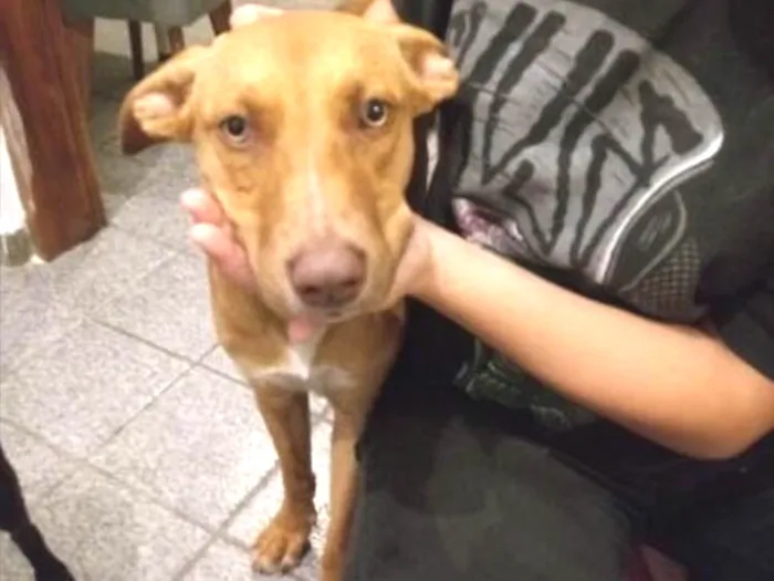 Cachorro ra a Vira-lata  idade 2 a 6 meses nome Delano