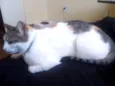 Pitoco e Maya