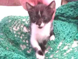 Gato raça Srd idade  nome Luma