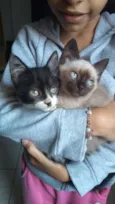 Diamante, Tom , Moan