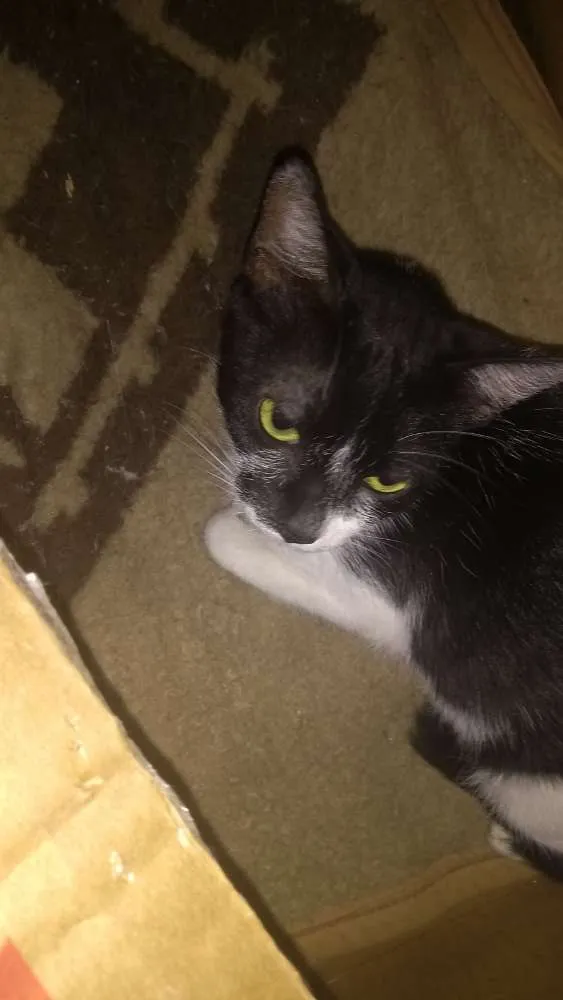Gato ra a  idade 2 a 6 meses nome Diamante, Tom , Moan