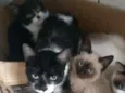 Diamante, Tom , Moan