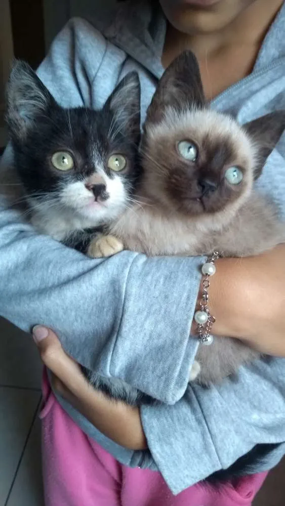 Gato ra a  idade 2 a 6 meses nome Diamante, Tom , Moan