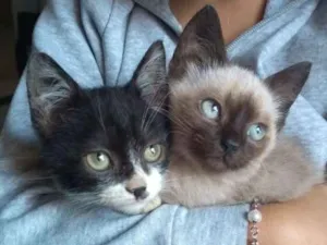 Gato raça  idade 2 a 6 meses nome Diamante, Tom , Moan