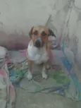 Maya