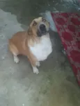 Maya
