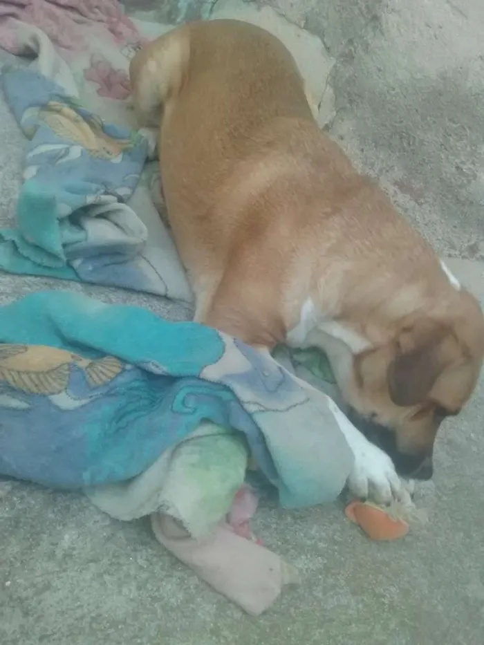 Cachorro ra a Pastor alemão e labrador idade 3 anos nome Maya