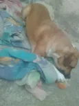 Maya