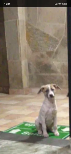 Cachorro raça Srd idade 2 a 6 meses nome Nina