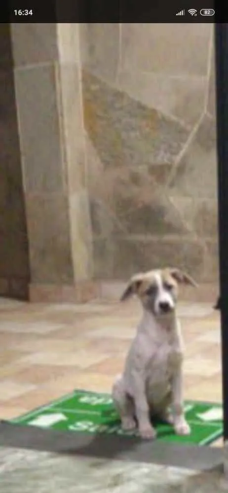 Cachorro ra a Srd idade 2 a 6 meses nome Nina