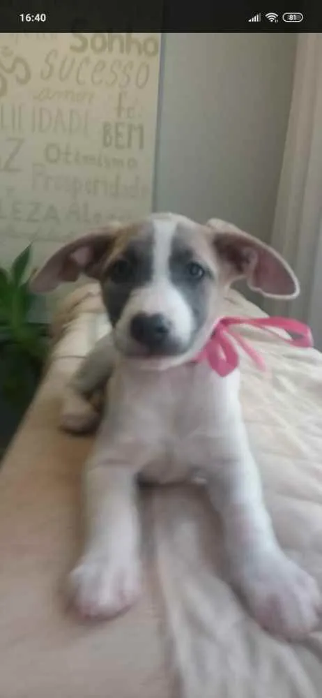 Cachorro ra a Srd idade 2 a 6 meses nome Nina