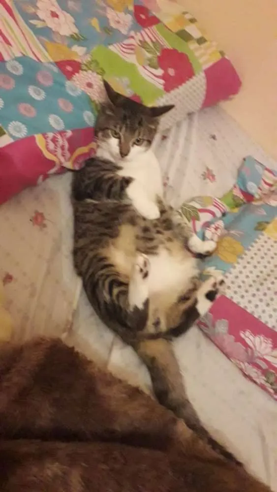 Gato ra a SRD idade 7 a 11 meses nome Cadinho e Fonseca