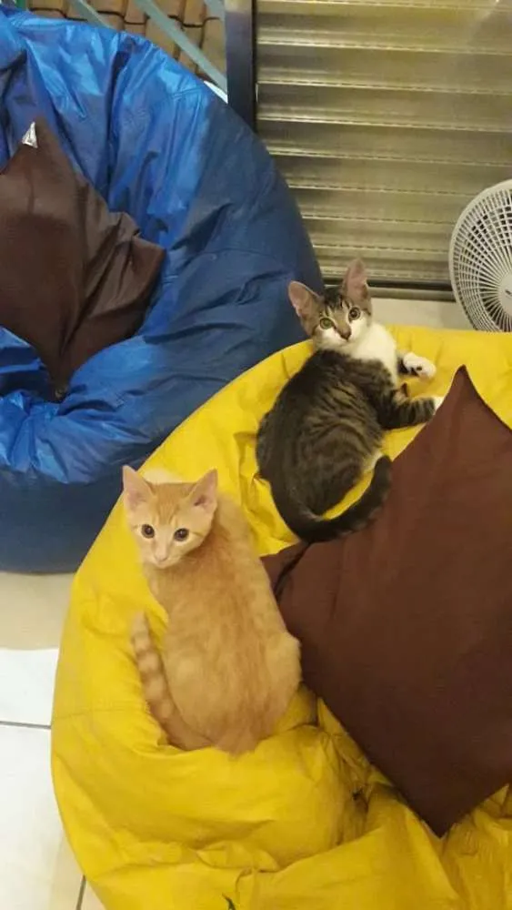 Gato ra a SRD idade 7 a 11 meses nome Cadinho e Fonseca