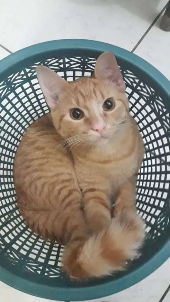 Gato ra a SRD idade 7 a 11 meses nome Cadinho e Fonseca