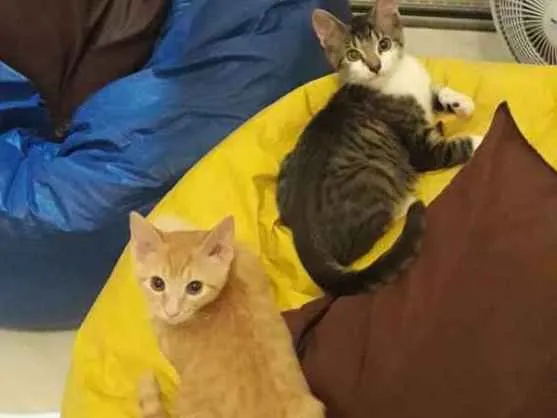 Gato ra a SRD idade 7 a 11 meses nome Cadinho e Fonseca