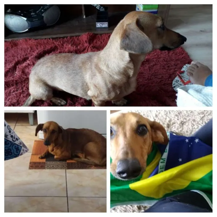 Cachorro ra a Mestiça com basset  idade 2 anos nome Judy