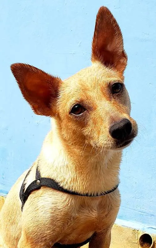 Cachorro ra a  idade 2 anos nome Bob Pequeno