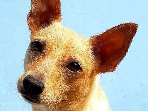 Cachorro ra a  idade 2 anos nome Bob Pequeno