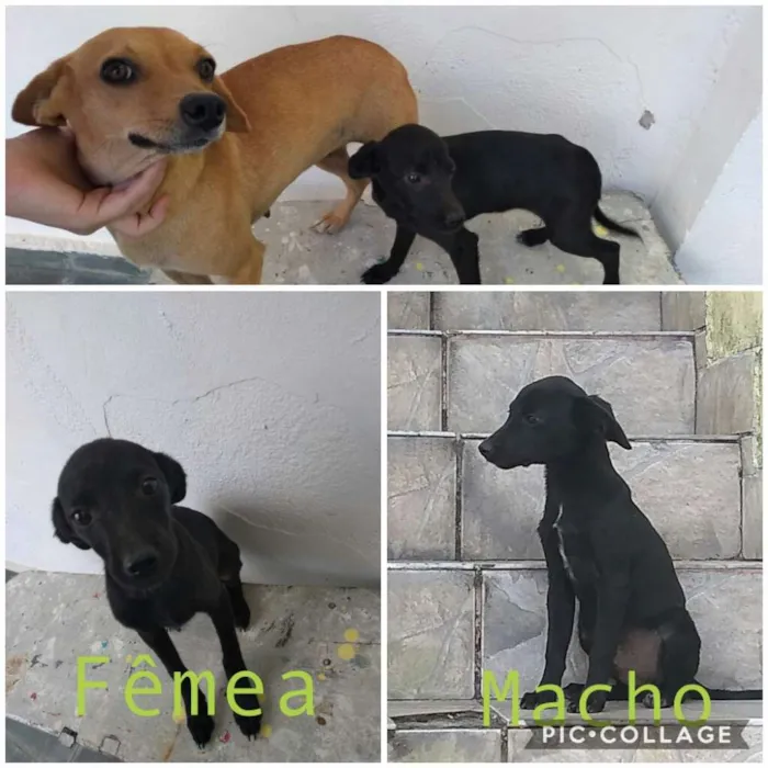 Cachorro raça Sem raça idade 7 a 11 meses nome Sem nome