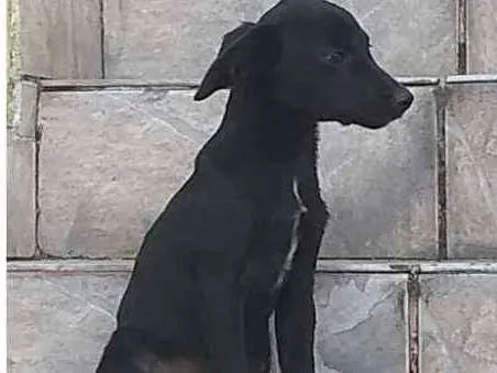Cachorro raça Sem raça idade 7 a 11 meses nome Sem nome