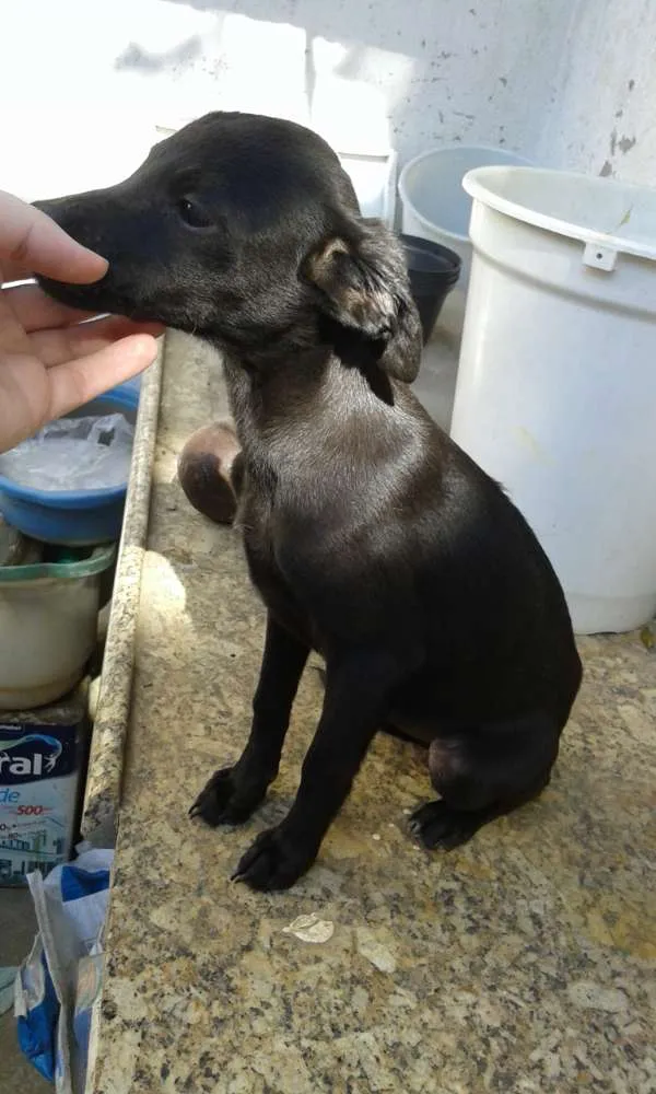 Cachorro raça Sem raça idade 7 a 11 meses nome Sem nome