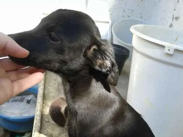 Cachorro raça Sem raça idade 7 a 11 meses nome Sem nome