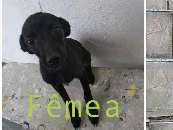 Cachorro raça Sem raça idade 7 a 11 meses nome Sem nome