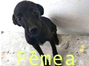 Cachorro raça Sem raça idade 7 a 11 meses nome Sem nome