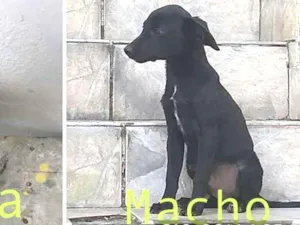 Cachorro raça Sem raça idade 7 a 11 meses nome Sem nome