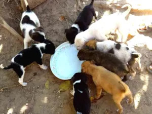 Cachorro raça Labrador com pastor  idade  nome Sem nome 