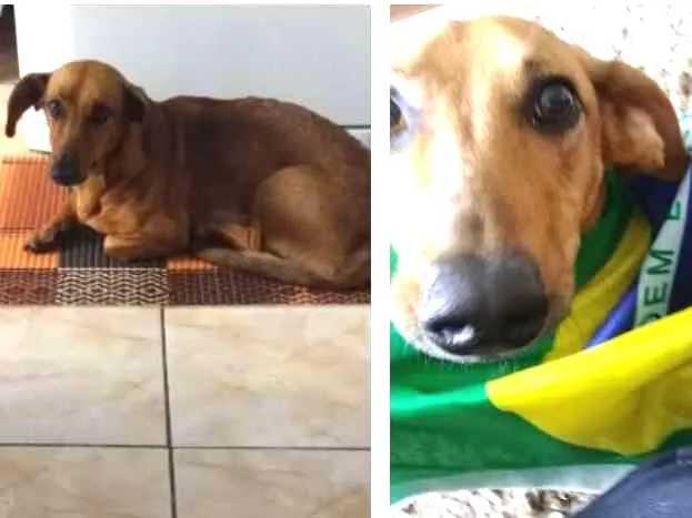 Cachorro ra a Mestiça com basset  idade 2 anos nome Judy